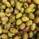 Olives vertes sauce SIGALOU